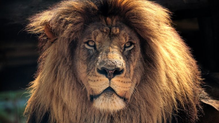 King 3 published for Comment