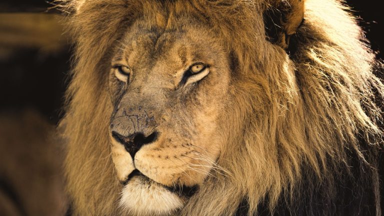 King III, king 3