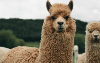 Llama 2: Legal considerations for responsible AI adoption