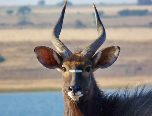 Zulu Nyala Game Ranch v Christiaan Beukes | Using confidential customer database